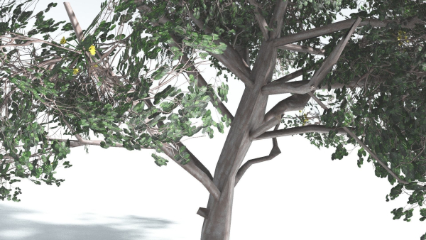 EVERYPlant Portia Tree LowPoly 1 --14 Models--