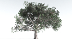 EVERYPlant Portia Tree LowPoly 2 --14 Models--