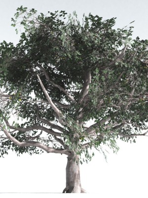 EVERYPlant Portia Tree LowPoly 2 --14 Models--