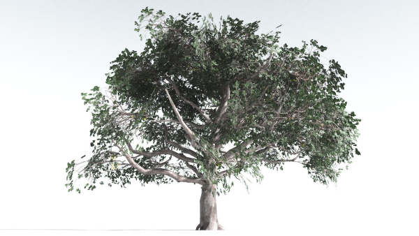 EVERYPlant Portia Tree LowPoly 2 --14 Models--