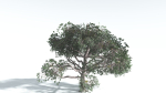 EVERYPlant Portia Tree LowPoly 2 --14 Models--