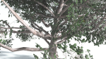 EVERYPlant Portia Tree LowPoly 2 --14 Models--