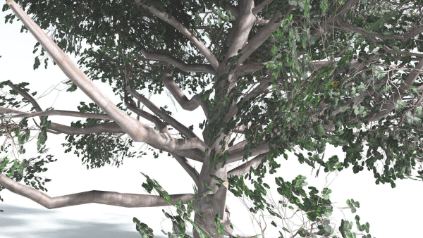 EVERYPlant Portia Tree LowPoly 2 --14 Models--