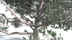EVERYPlant Portia Tree LowPoly 2 --14 Models--