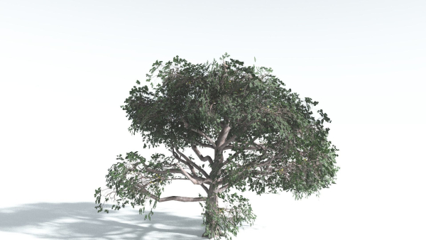 EVERYPlant Portia Tree LowPoly 2 --14 Models--