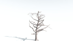 EVERYPlant Portia Tree LowPoly 2 --14 Models--