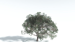 EVERYPlant Portia Tree LowPoly 2 --14 Models--