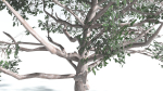EVERYPlant Portia Tree LowPoly 2 --14 Models--