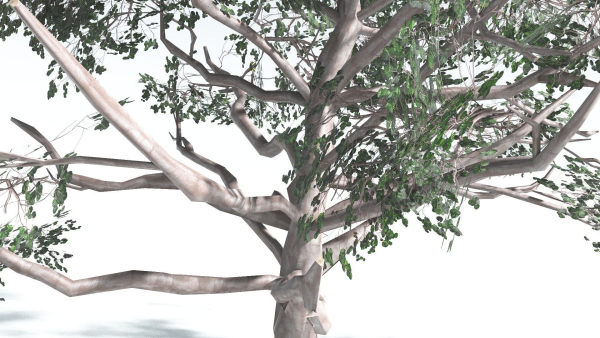 EVERYPlant Portia Tree LowPoly 2 --14 Models--