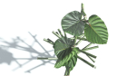 EVERYPlant Portia Tree LowPoly 2 --14 Models--