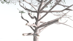 EVERYPlant Portia Tree LowPoly 2 --14 Models--