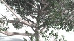 EVERYPlant Portia Tree LowPoly 2 --14 Models--