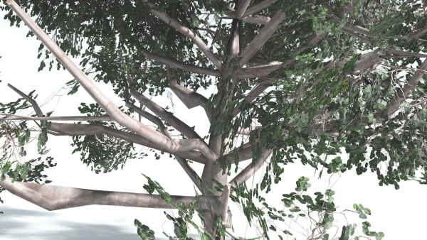 EVERYPlant Portia Tree LowPoly 2 --14 Models--