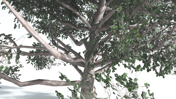 EVERYPlant Portia Tree LowPoly 2 --14 Models--