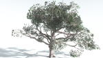 EVERYPlant Portia Tree LowPoly 2 --14 Models--