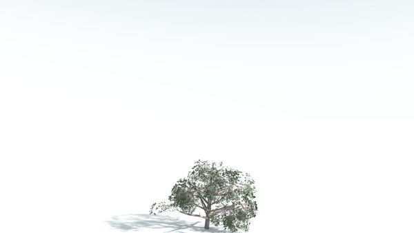 EVERYPlant Portia Tree LowPoly 2 --14 Models--
