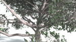 EVERYPlant Portia Tree LowPoly 2 --14 Models--