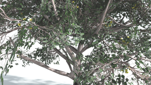 EVERYPlant Portia Tree LowPoly 2 --14 Models--
