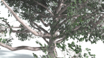 EVERYPlant Portia Tree LowPoly 2 --14 Models--