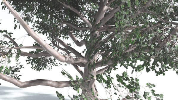 EVERYPlant Portia Tree LowPoly 2 --14 Models--