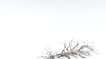 EVERYPlant Portia Tree LowPoly 2 --14 Models--