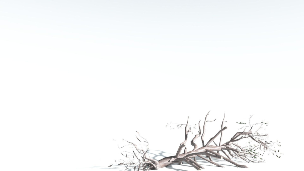EVERYPlant Portia Tree LowPoly 2 --14 Models--