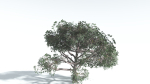 EVERYPlant Portia Tree LowPoly 2 --14 Models--