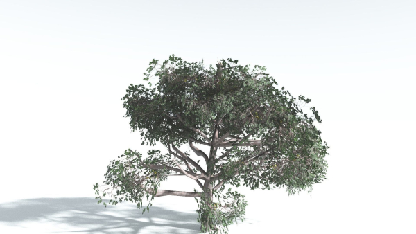 EVERYPlant Portia Tree LowPoly 2 --14 Models--
