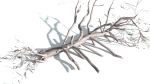 EVERYPlant Portia Tree LowPoly 2 --14 Models--