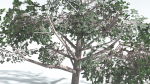 EVERYPlant Portia Tree LowPoly 2 --14 Models--
