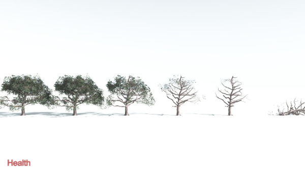 EVERYPlant Portia Tree LowPoly 2 --14 Models--