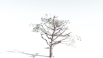 EVERYPlant Portia Tree LowPoly 2 --14 Models--