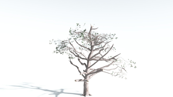 EVERYPlant Portia Tree LowPoly 2 --14 Models--