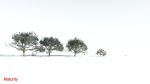 EVERYPlant Portia Tree LowPoly 2 --14 Models--