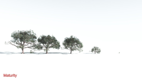 EVERYPlant Portia Tree LowPoly 2 --14 Models--