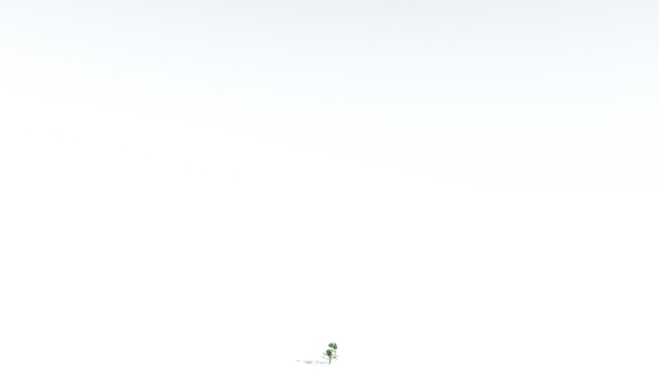 EVERYPlant Portia Tree LowPoly 2 --14 Models--
