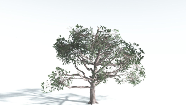 EVERYPlant Portia Tree LowPoly 2 --14 Models--