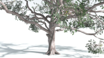 EVERYPlant Portia Tree LowPoly 2 --14 Models--