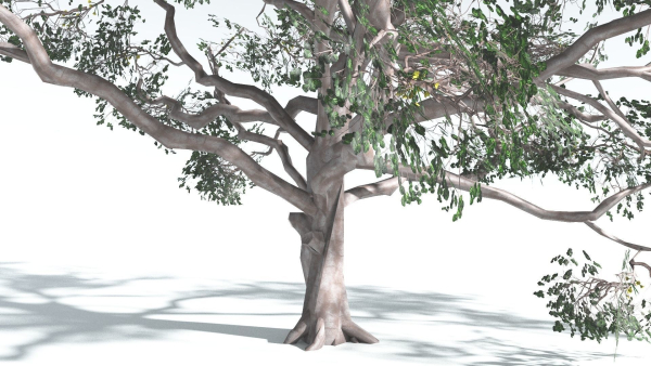 EVERYPlant Portia Tree LowPoly 2 --14 Models--
