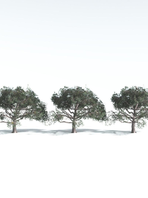 everyplant-portia-tree-lowpoly-2-14-models-3d-model-fea2ca3a11