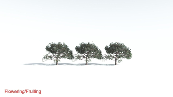 EVERYPlant Portia Tree LowPoly 2 --14 Models--