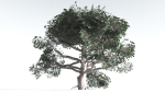 EVERYPlant Portia Tree LowPoly 3 --14 Models--