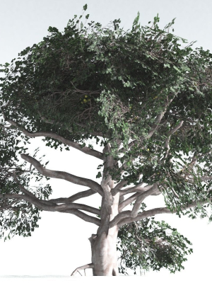 EVERYPlant Portia Tree LowPoly 3 --14 Models--