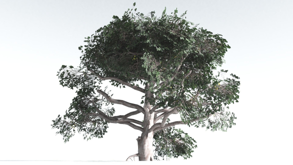 EVERYPlant Portia Tree LowPoly 3 --14 Models--