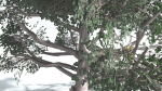 EVERYPlant Portia Tree LowPoly 3 --14 Models--