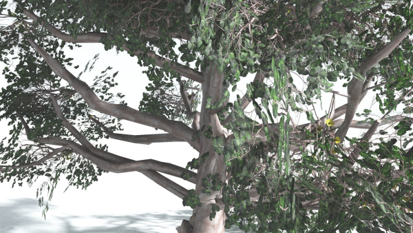 EVERYPlant Portia Tree LowPoly 3 --14 Models--