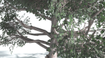 EVERYPlant Portia Tree LowPoly 3 --14 Models--