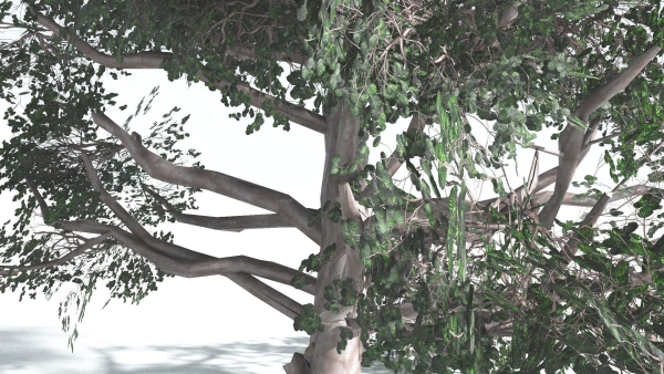 EVERYPlant Portia Tree LowPoly 3 --14 Models--