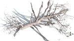 EVERYPlant Portia Tree LowPoly 3 --14 Models--