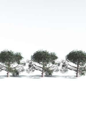 everyplant-portia-tree-lowpoly-3-14-models-3d-model-3a4006cee6